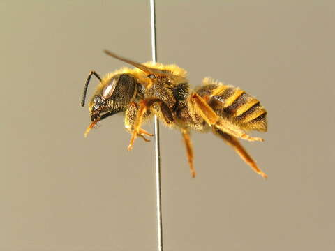 Image of Halictus scabiosae (Rossi 1790)