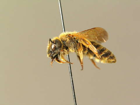 Image of Halictus scabiosae (Rossi 1790)