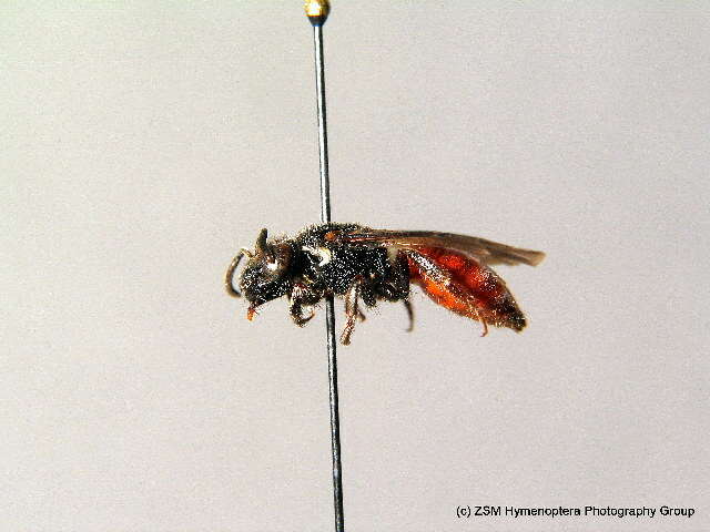 Image of Sphecodes albilabris (Fabricius 1793)
