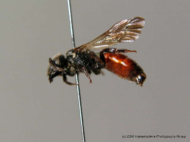 Image of dark-winged blood bee