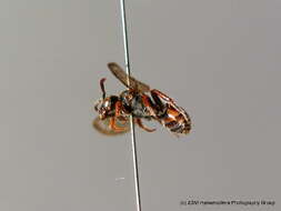 Image of Nomada fuscicornis Nylander 1848