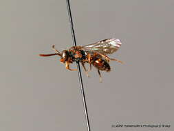 Image of Nomada flavoguttata (Kirby 1802)