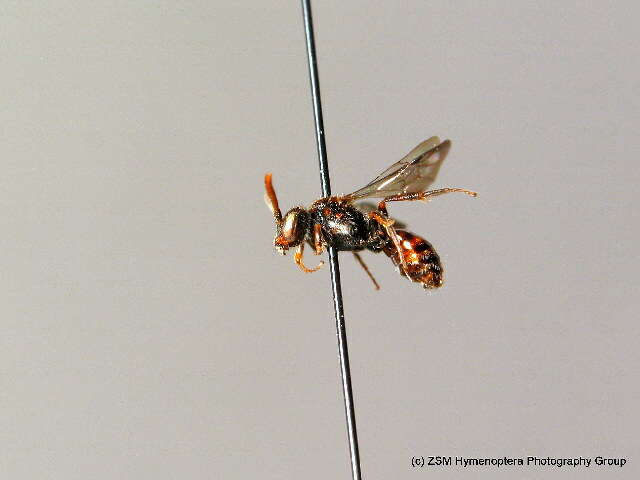 Image of Nomada flavoguttata (Kirby 1802)