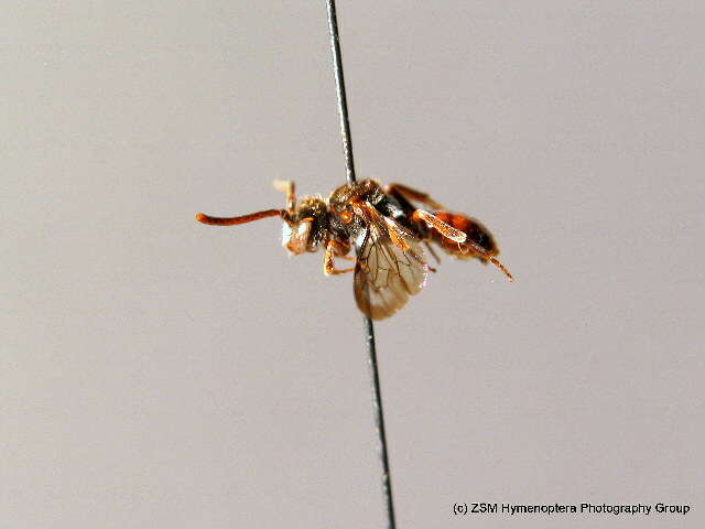 Imagem de Nomada atroscutellaris Strand 1921