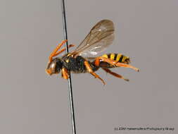 Image of Nomada fucata Panzer 1798