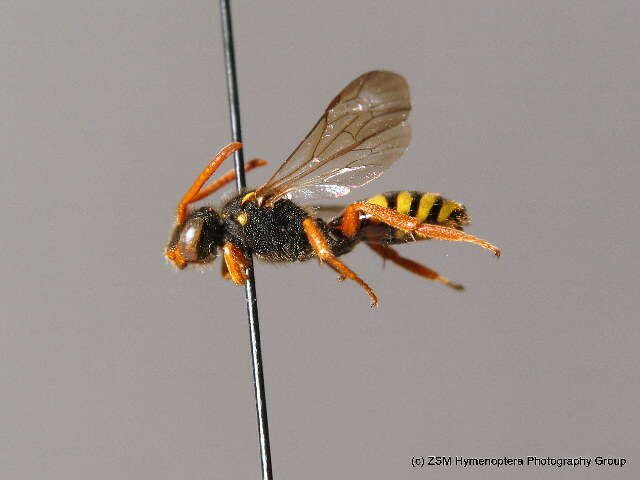 Image of Nomada fucata Panzer 1798