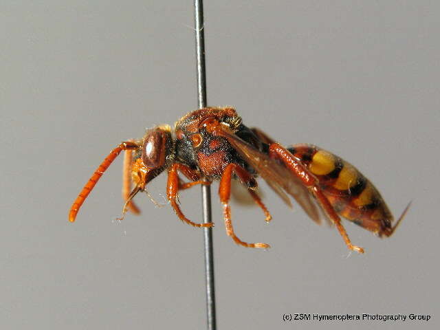 Image of Nomada flava Panzer 1798