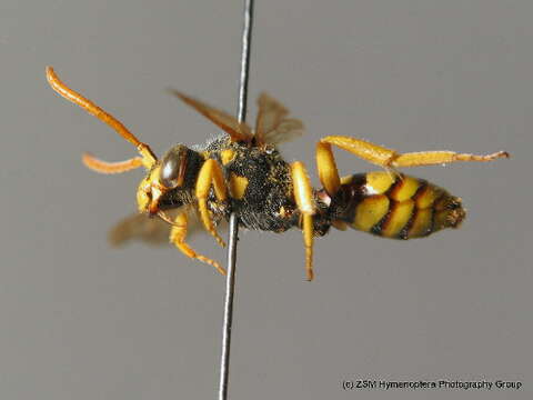 Image de Nomada succincta Panzer 1798