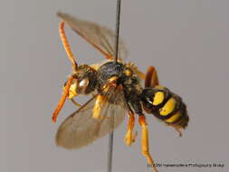 Image of Nomada sexfasciata Panzer 1799