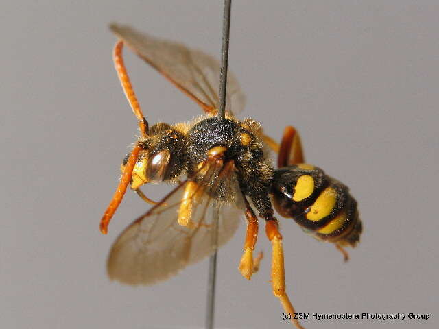 Image of Nomada sexfasciata Panzer 1799