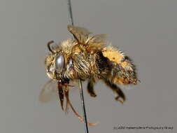 Image of Anthophora pubescens (Fabricius 1781)