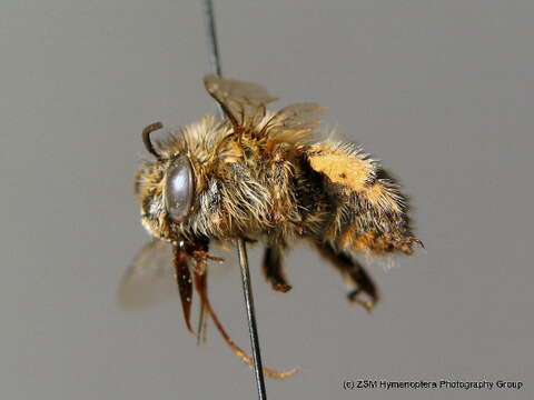 Image of Anthophora pubescens (Fabricius 1781)