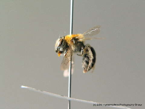 صورة Colletes similis Schenck 1853