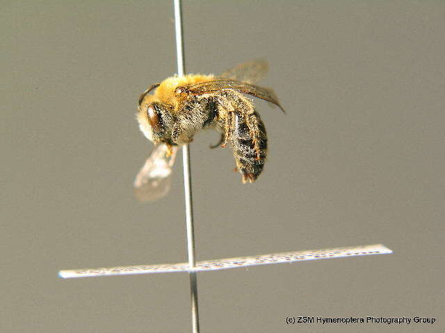 صورة Colletes similis Schenck 1853