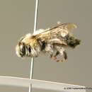 Anthophora balneorum Lepeletier 1841 resmi