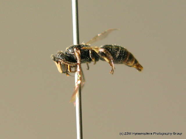 Image of Hylaeus angustatus (Schenck 1861)