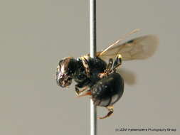 Imagem de <i>Hylaeus dilatatus</i>