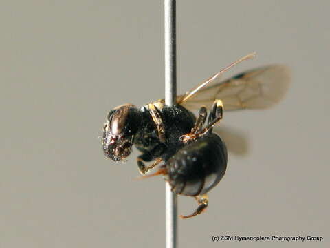 Image of <i>Hylaeus dilatatus</i>