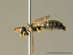 Image of <i>Hylaeus dilatatus</i>