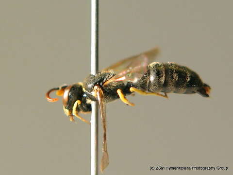 Image of <i>Hylaeus dilatatus</i>