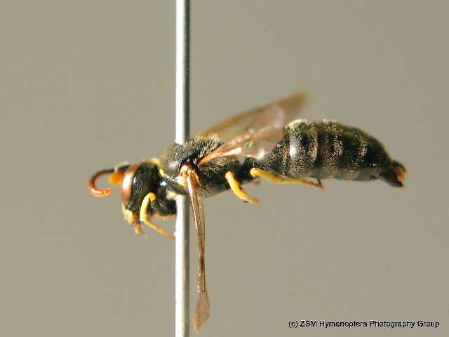 Imagem de <i>Hylaeus dilatatus</i>