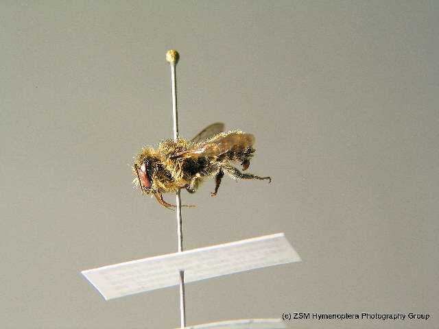 Megachile pyrenaea Pérez 1890的圖片