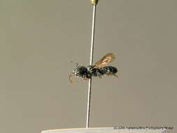 Osmia gallarum Spinola 1808的图像