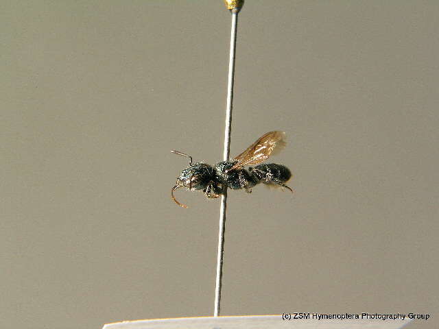 Osmia gallarum Spinola 1808的图像