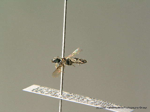 Lasioglossum cupromicans (Pérez 1903)的圖片