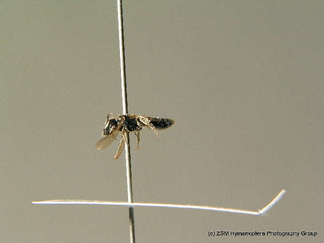 Lasioglossum cupromicans (Pérez 1903)的圖片