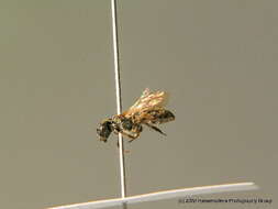 Lasioglossum punctatissimum (Schenck 1853)的圖片