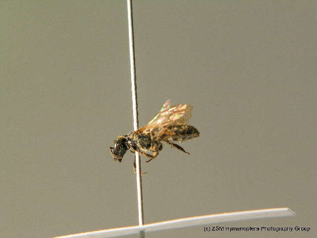 Lasioglossum punctatissimum (Schenck 1853)的圖片