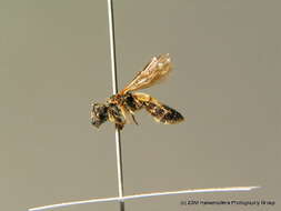 Halictus maculatus Smith 1848的圖片