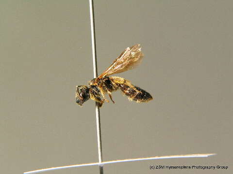 Halictus maculatus Smith 1848的圖片