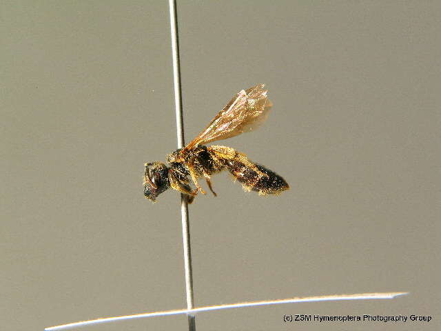 Halictus maculatus Smith 1848的圖片