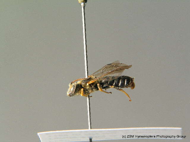 Halictus maculatus Smith 1848的圖片