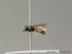 Lasioglossum breviventre (Schenck 1853)的圖片