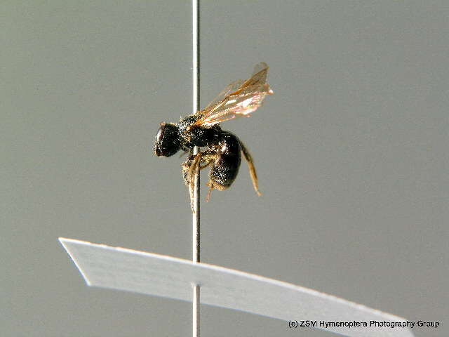 Lasioglossum fulvicorne (Kirby 1802)的圖片