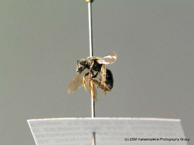 Lasioglossum fulvicorne (Kirby 1802)的圖片