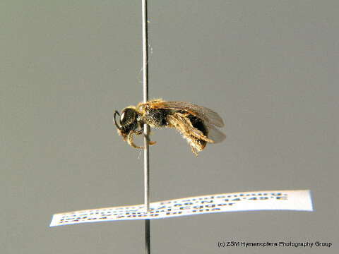 Imagem de Lasioglossum laticeps (Schenck 1870)