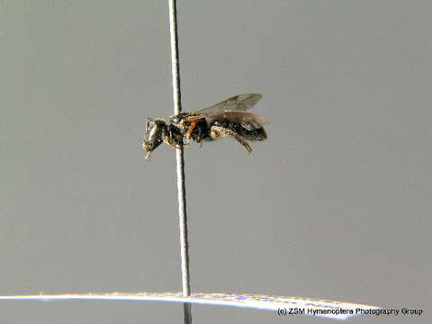 صورة Lasioglossum interruptum (Panzer 1798)