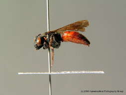 Image of Sphecodes albilabris (Fabricius 1793)