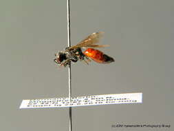 Sphecodes pellucidus Smith 1845的圖片