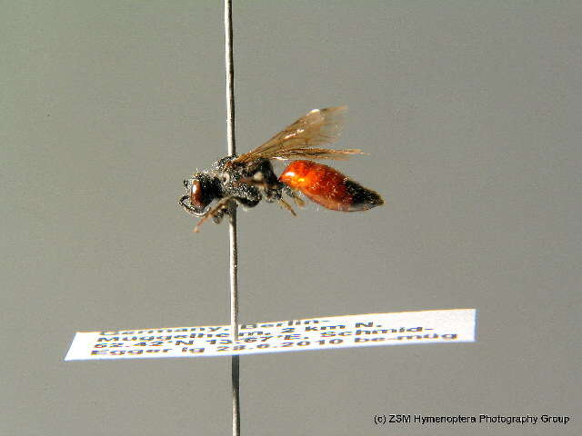 Sphecodes pellucidus Smith 1845的圖片