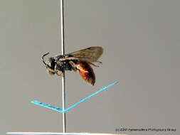 صورة Sphecodes schenckii Hagens 1882