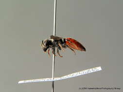 Image of dark-winged blood bee