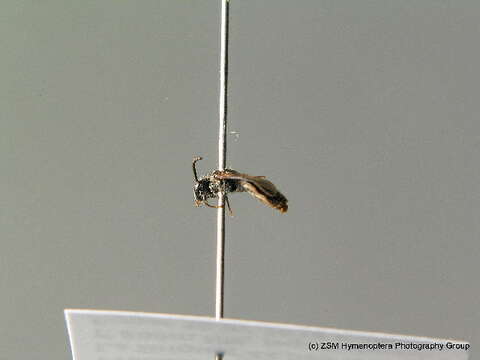 Plancia ëd Sphecodes niger Hagens 1874