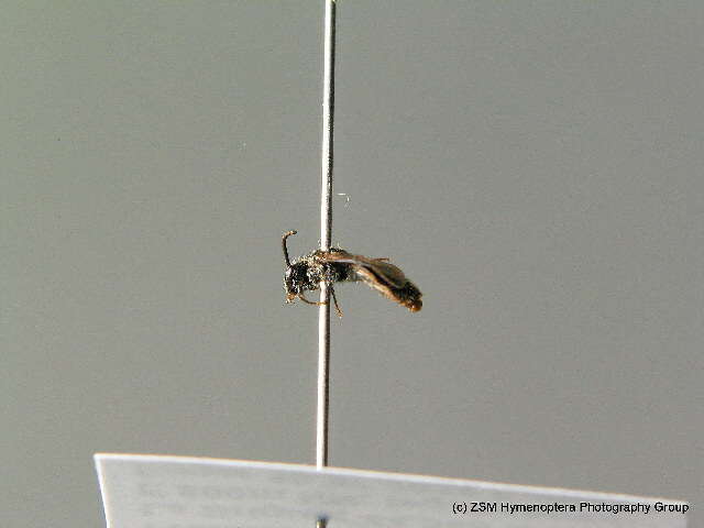 Imagem de Sphecodes niger Hagens 1874