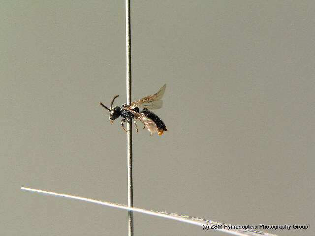 Imagem de Sphecodes niger Hagens 1874