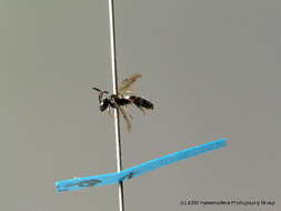 Imagem de Sphecodes niger Hagens 1874